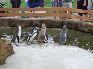 ペンギンの餌やり