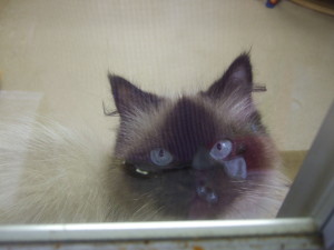 猫ハウス