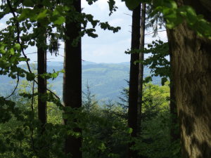 A view from Koenigstuhl
