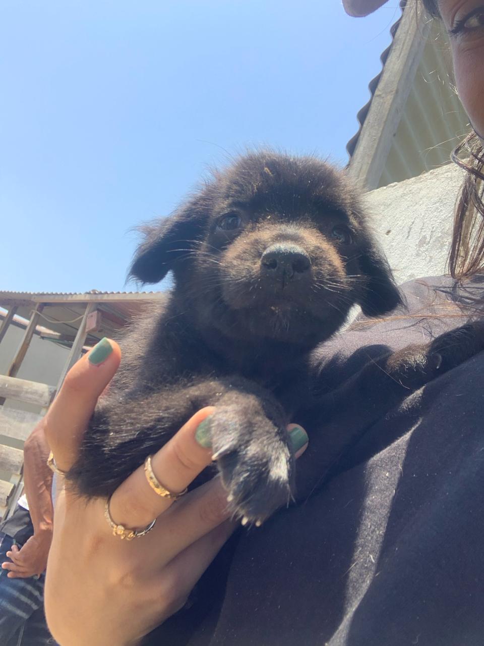 Cachorro pequeño