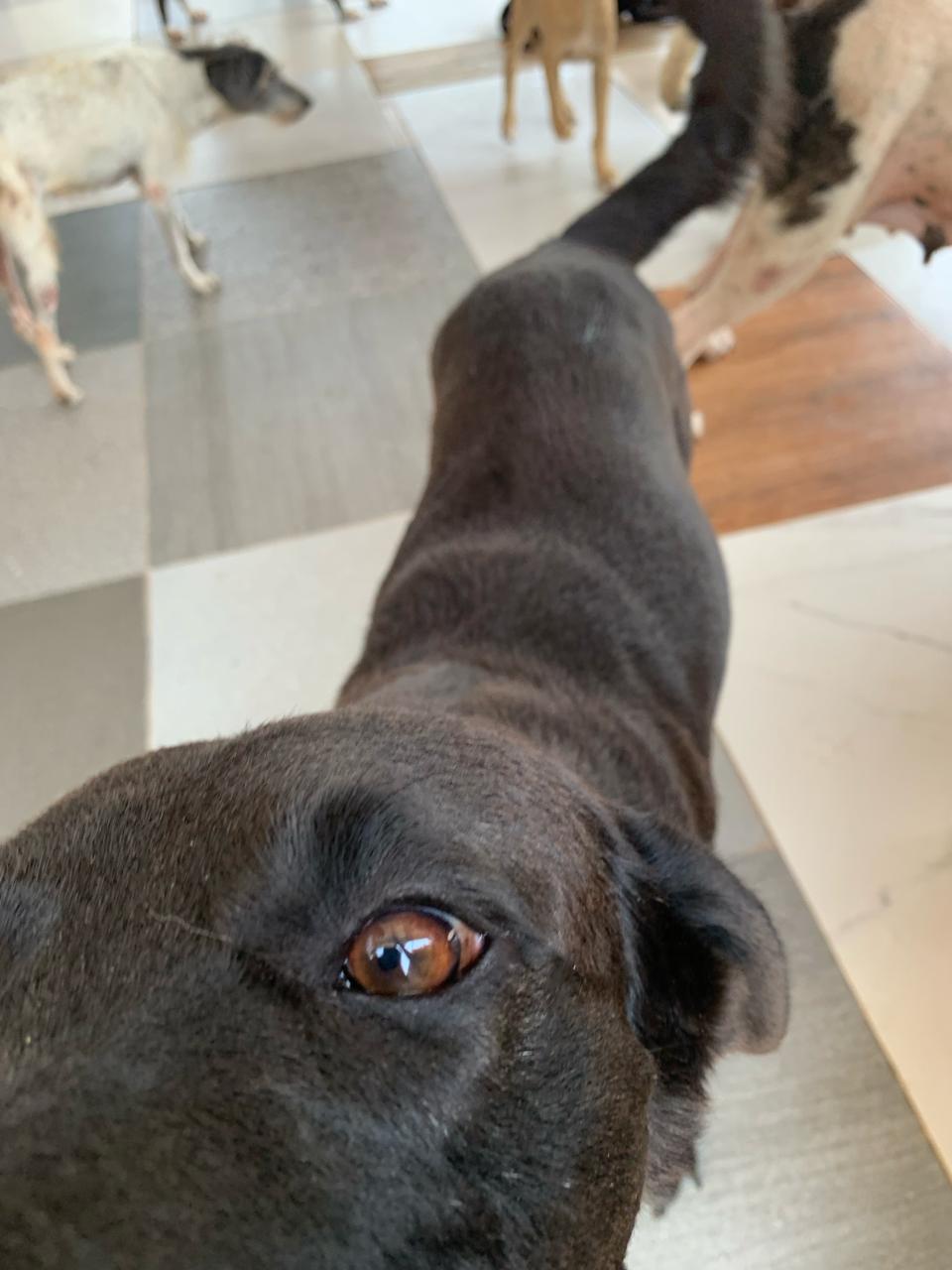 Laika cerca de la camara