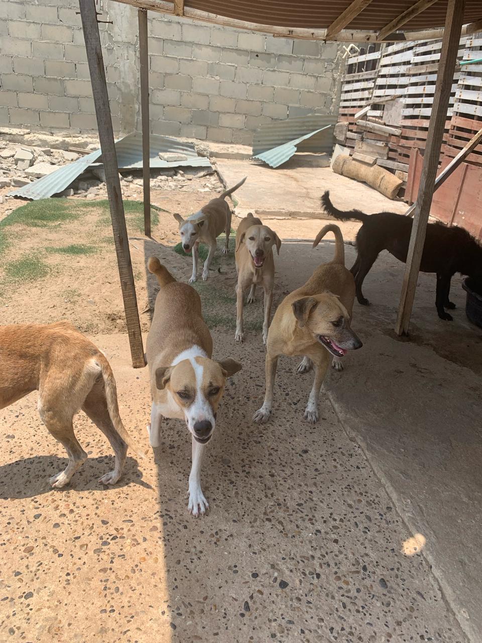 Varios perritos en manada