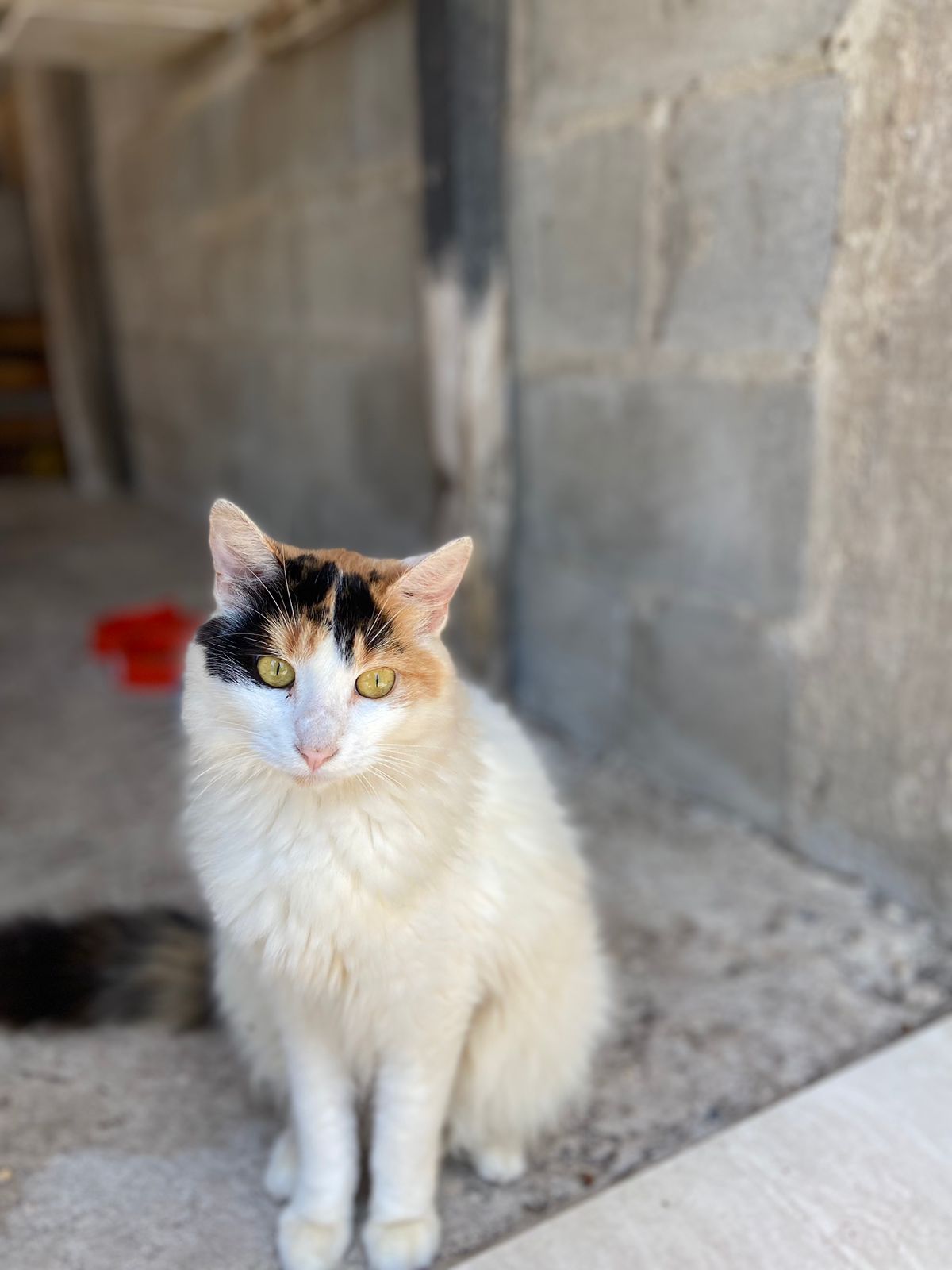 Gato blanco peludo