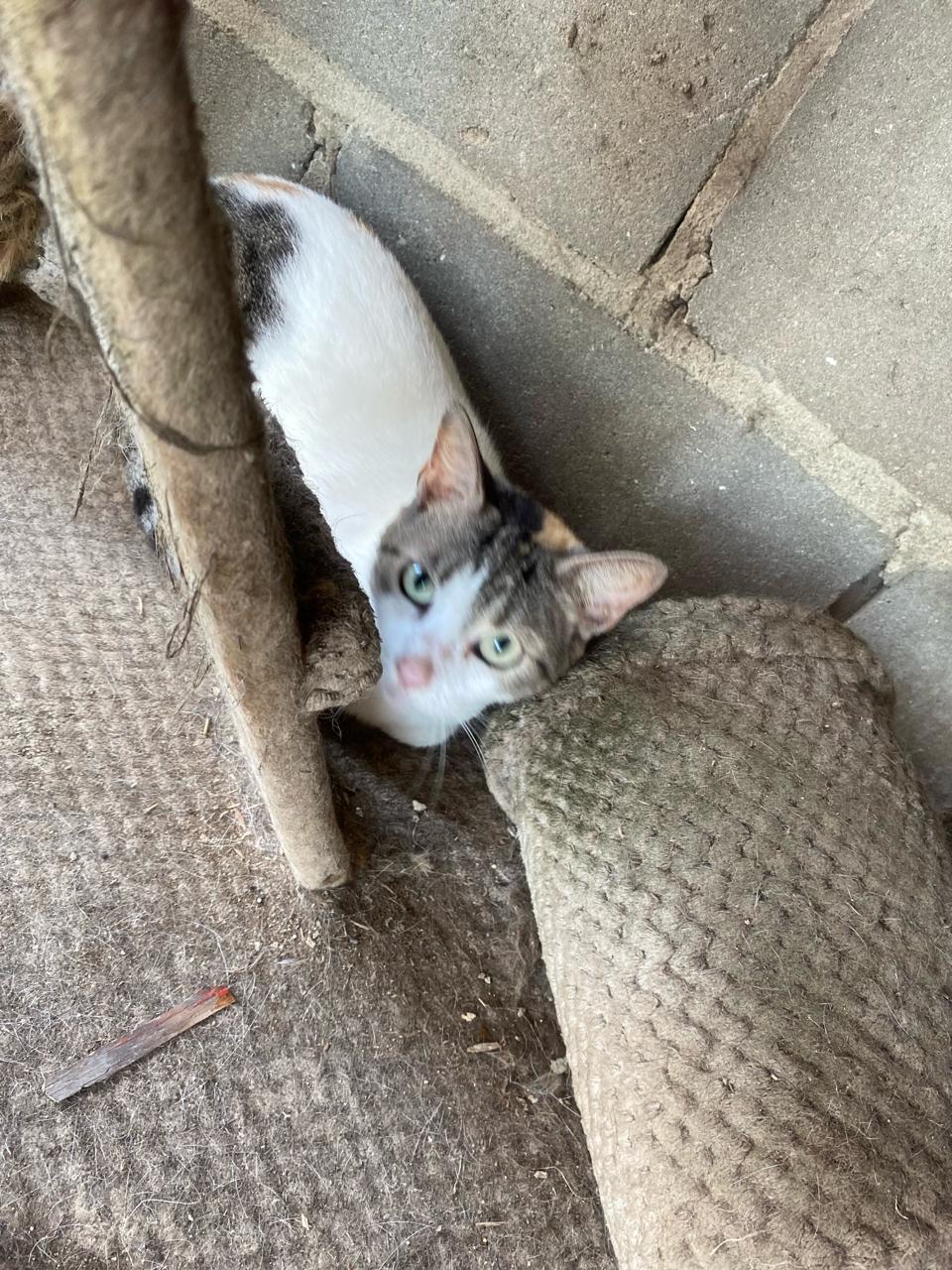 Oliver