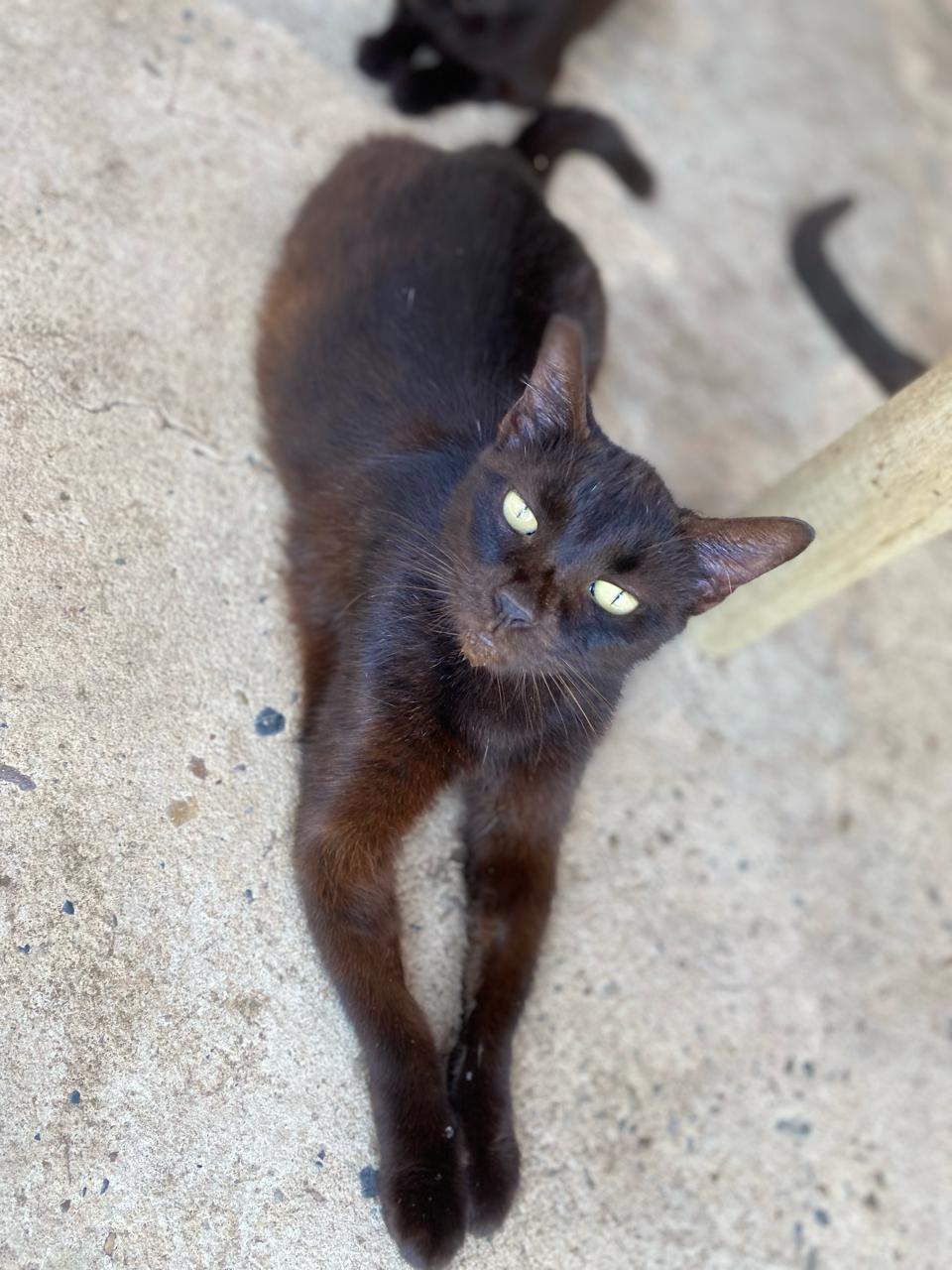 Leo