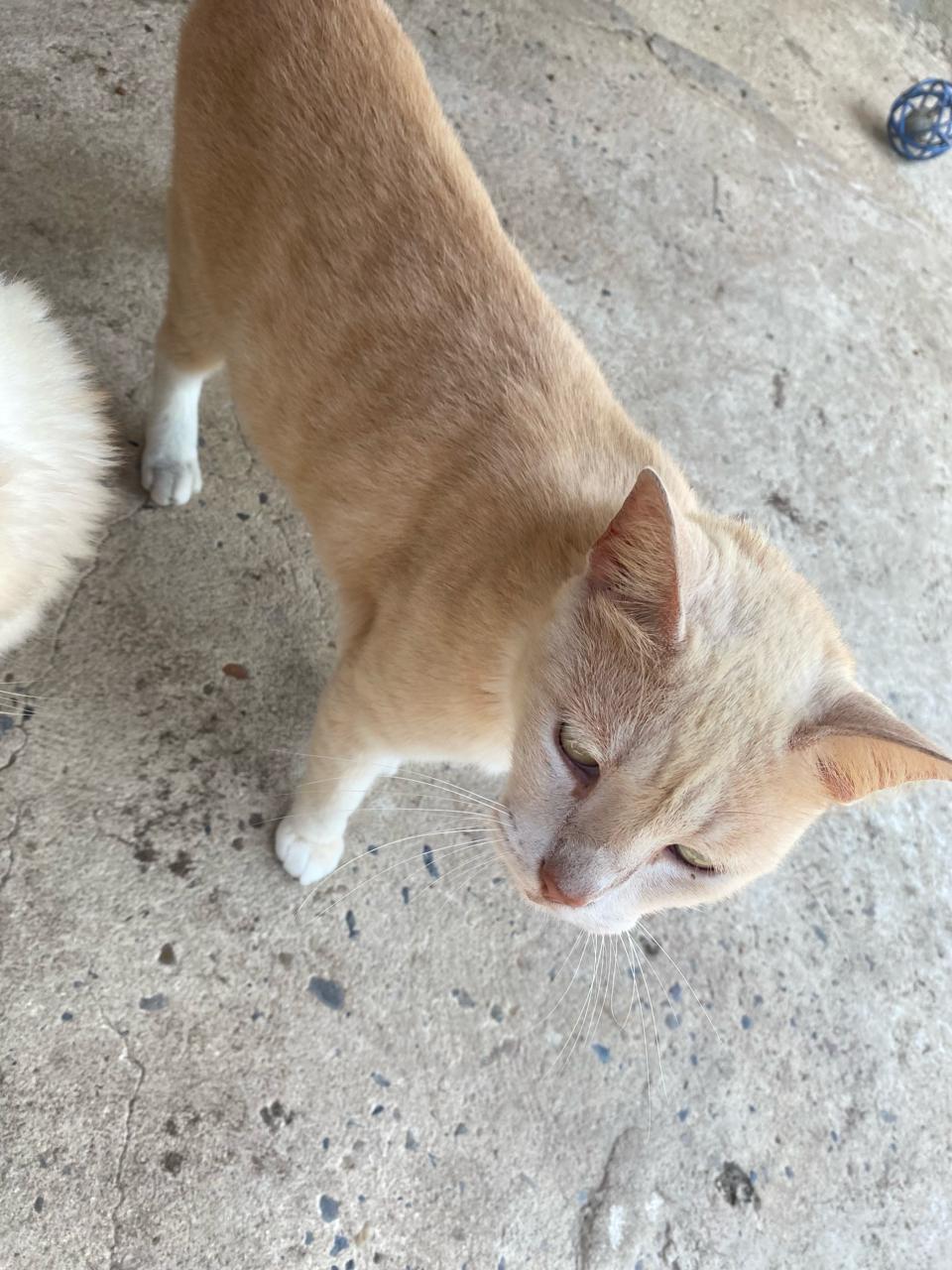 Coco