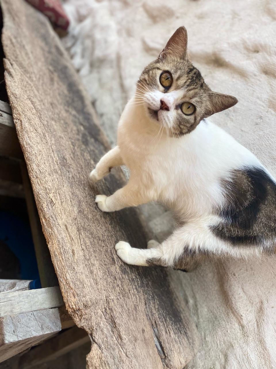 Gizmo