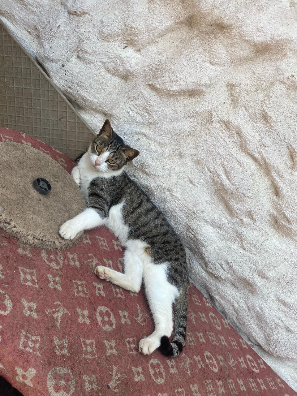 Cleo