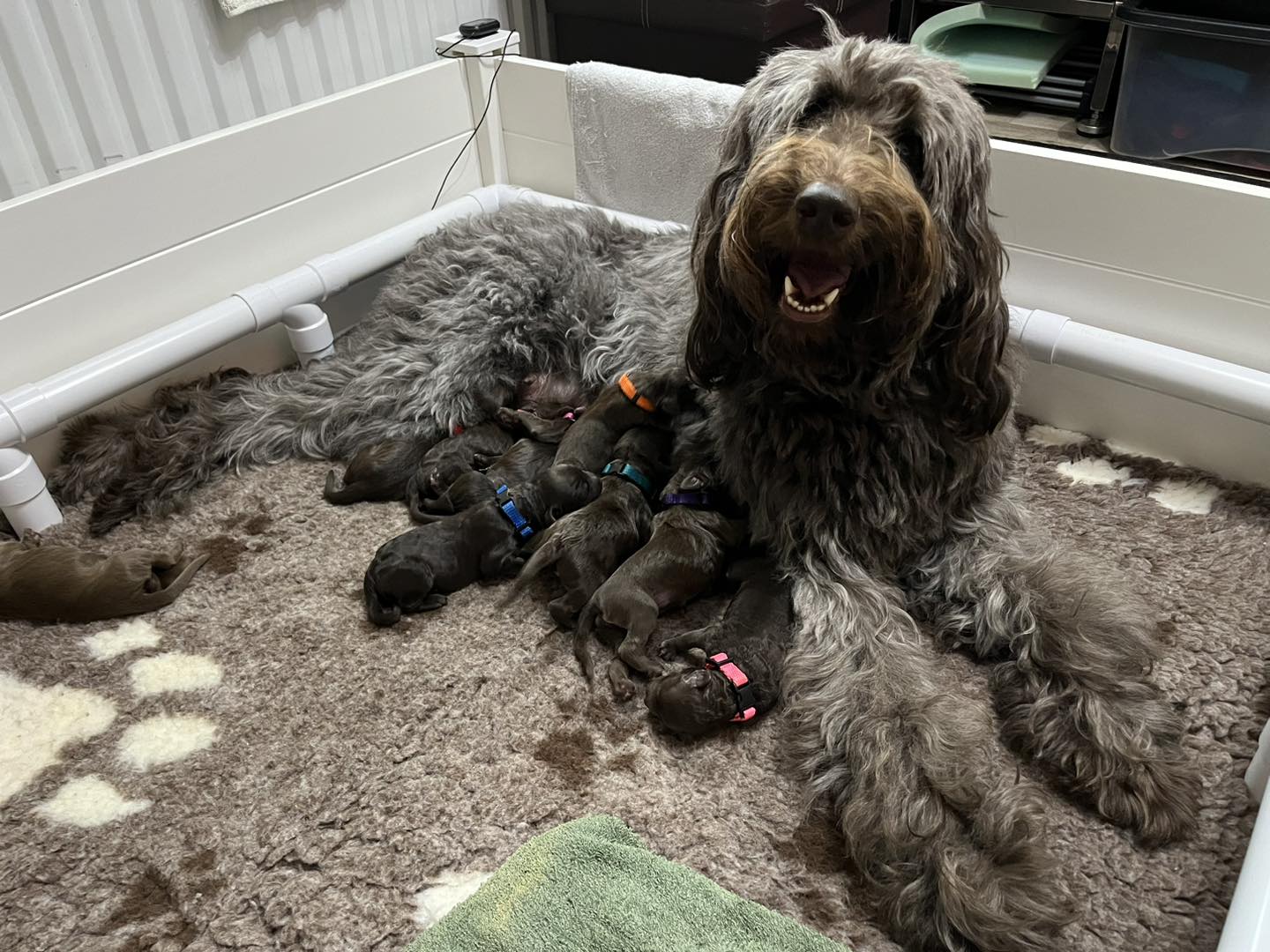 Standard Labradoodle Puppies