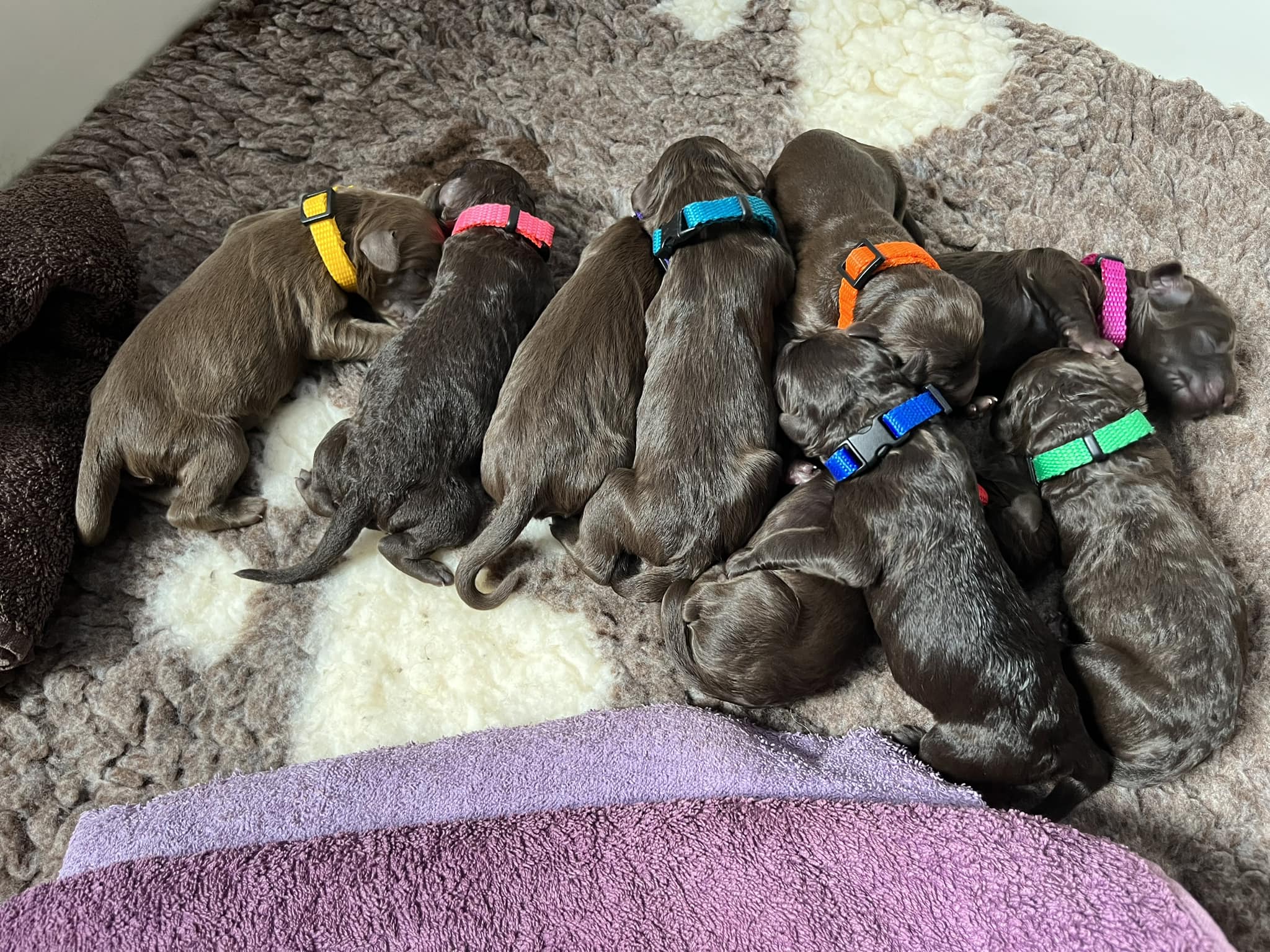 Standard Labradoodle Puppies