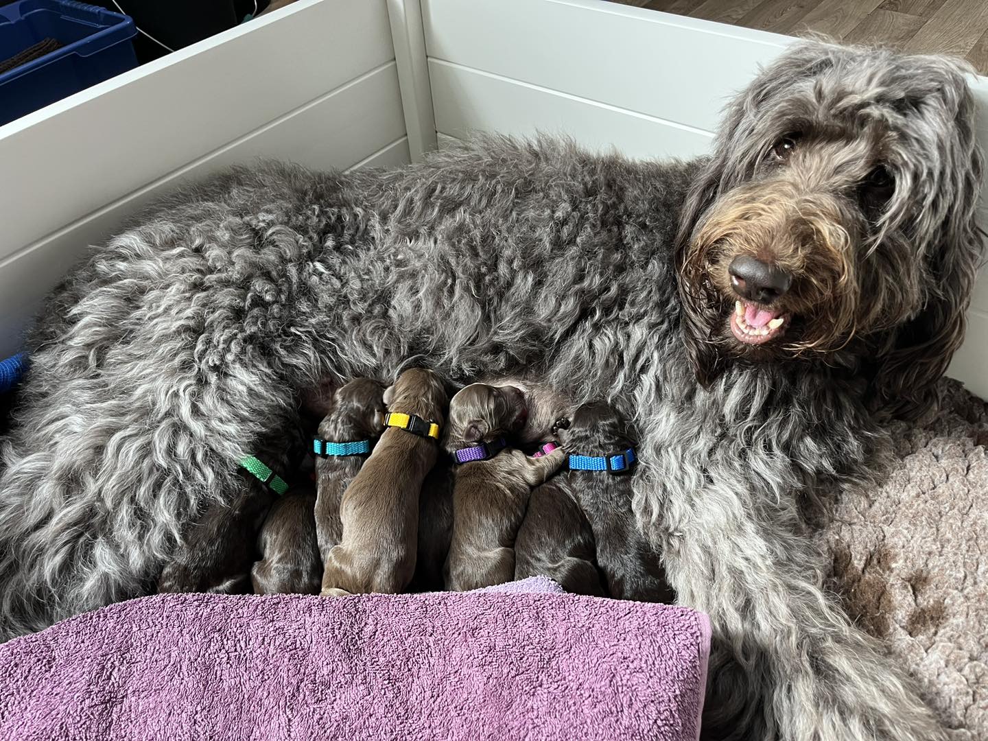 Standard Labradoodle Puppies