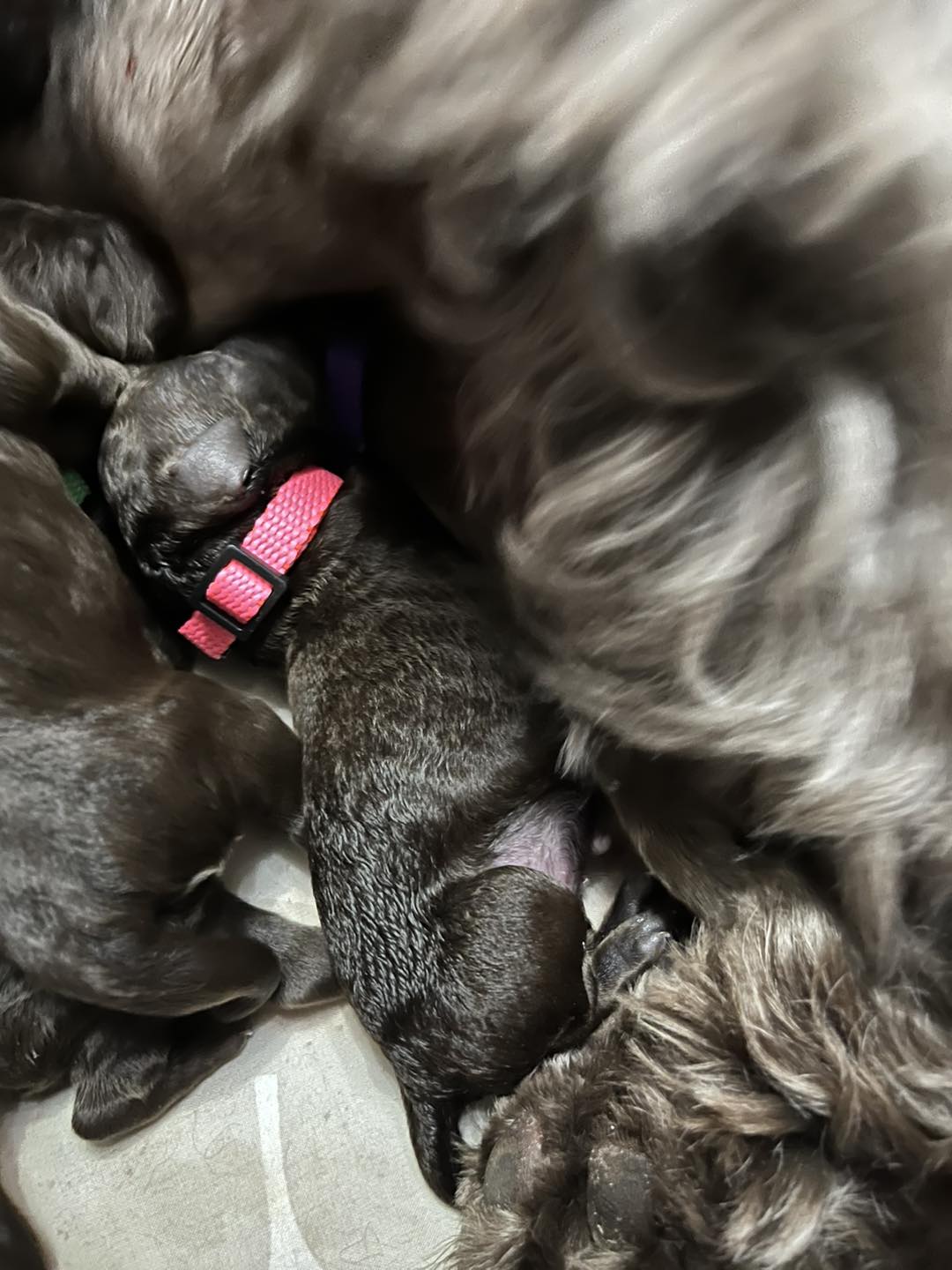Standard Labradoodle Puppies