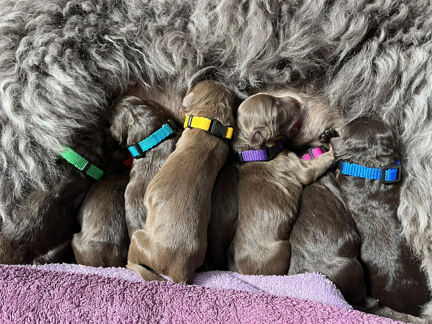 Standard Labradoodle Puppies