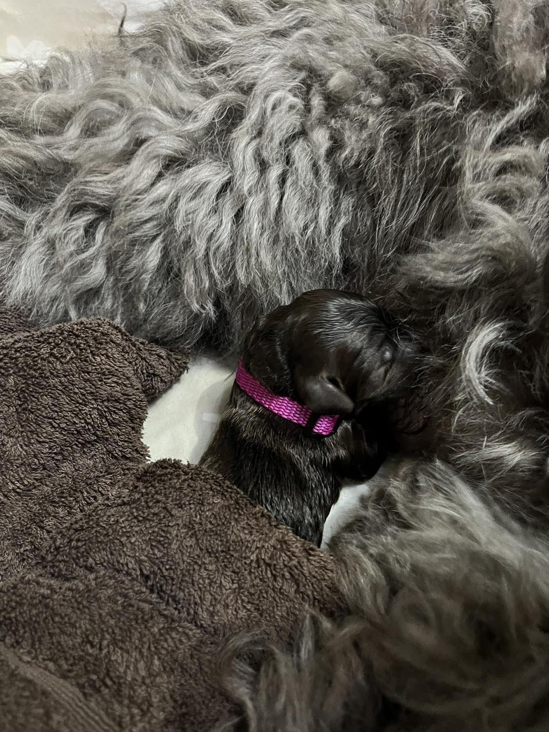 Standard Labradoodle Puppies