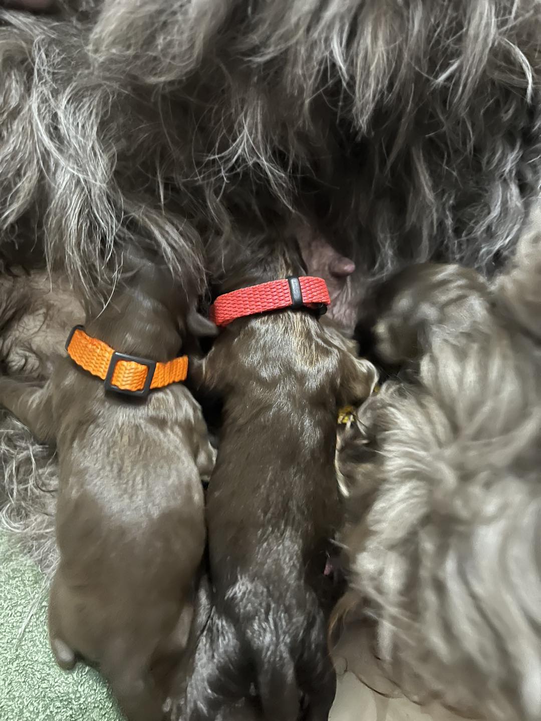 Standard Labradoodle Puppies
