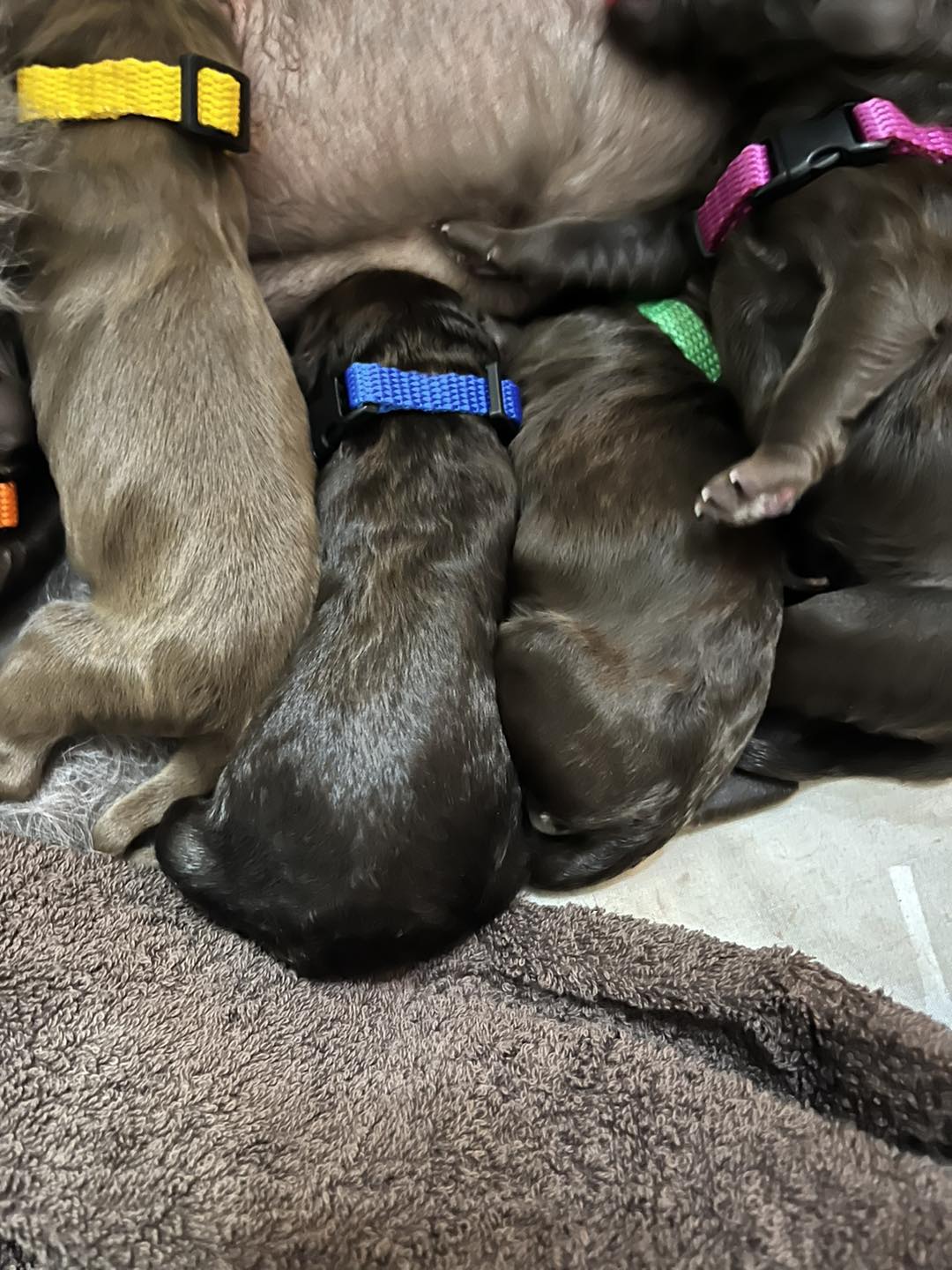 Standard Labradoodle Puppies
