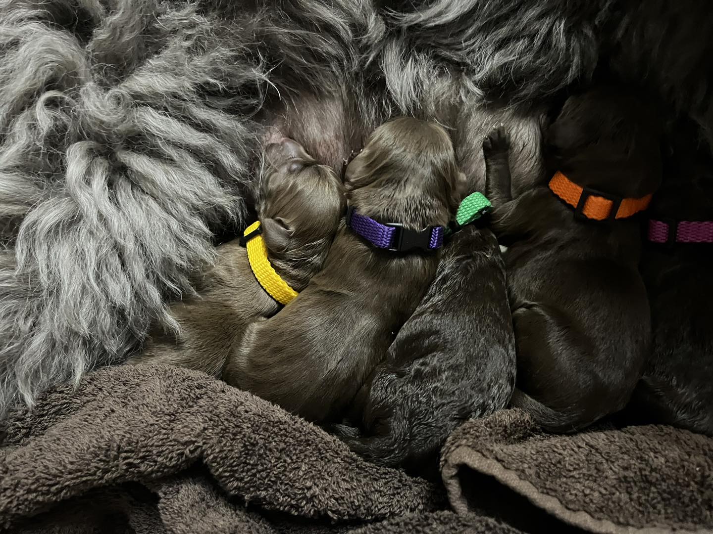 Standard Labradoodle Puppies