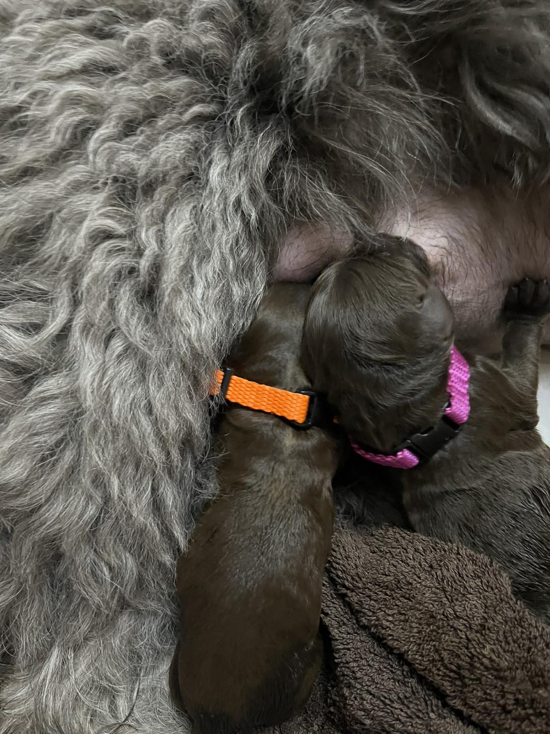 Standard Labradoodle Puppies