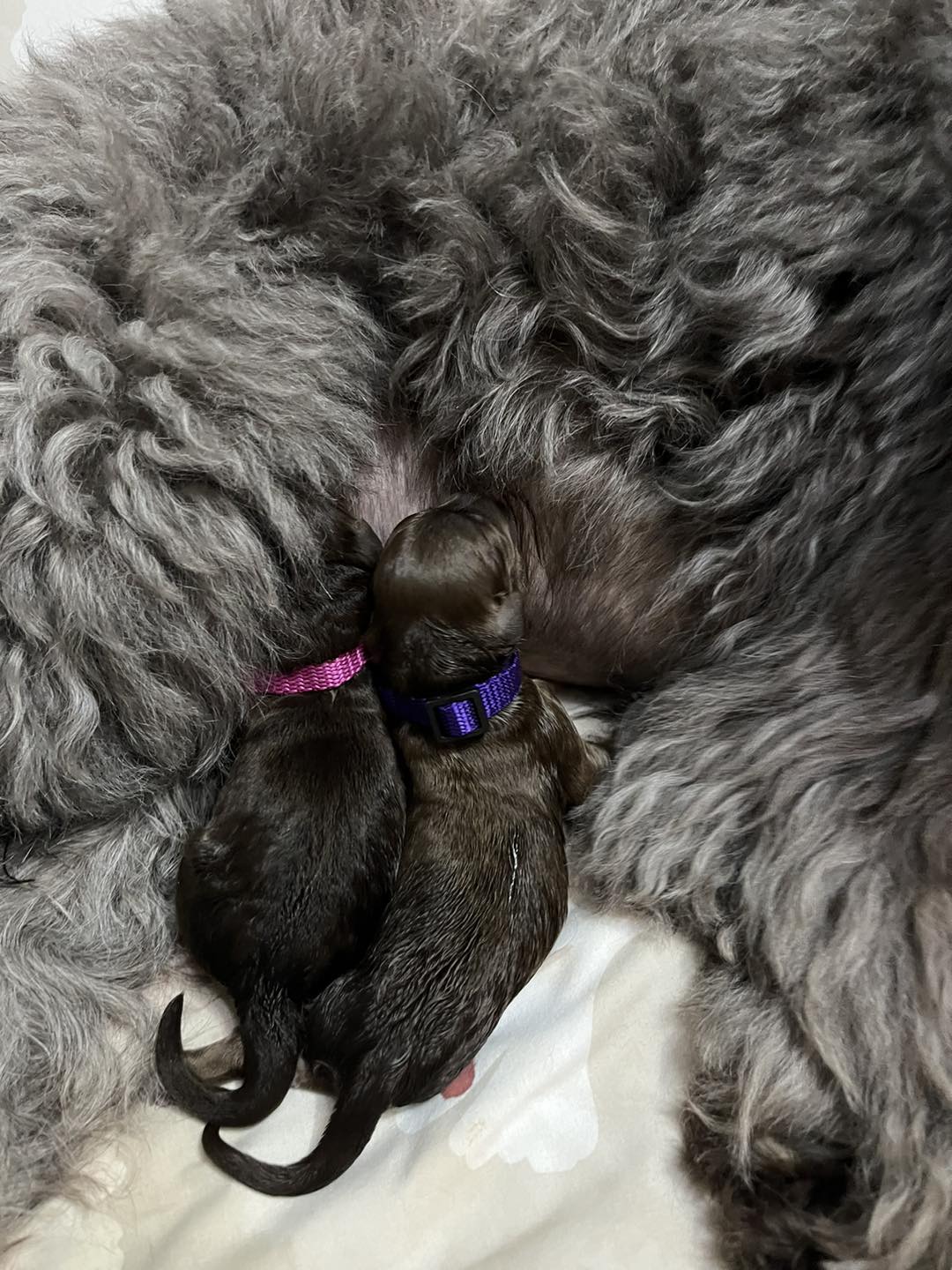 Standard Labradoodle Puppies