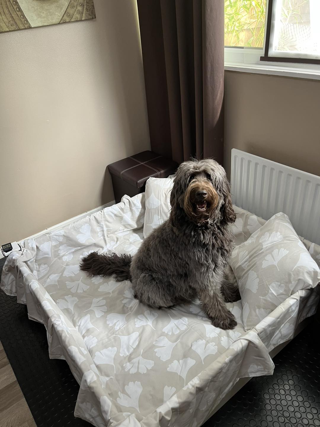 Standard Labradoodle Puppies