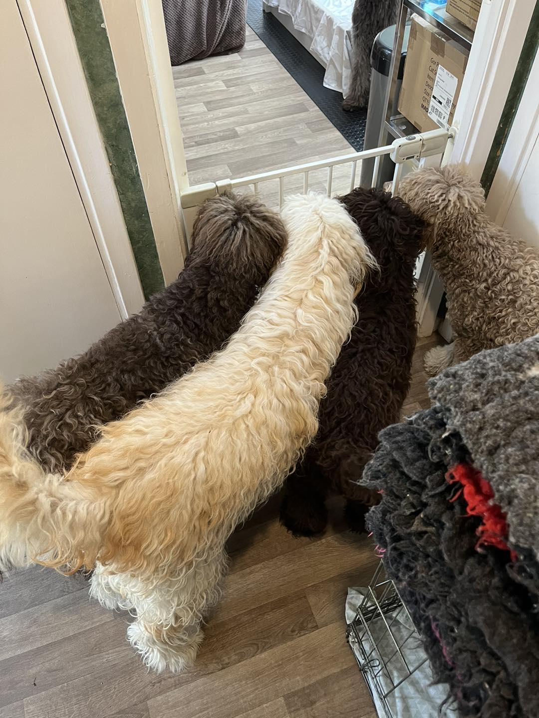 Standard Labradoodle Puppies