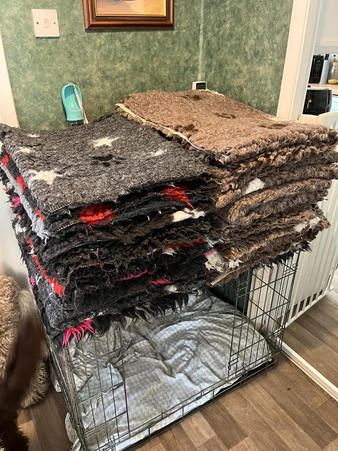 Standard Labradoodle Puppies