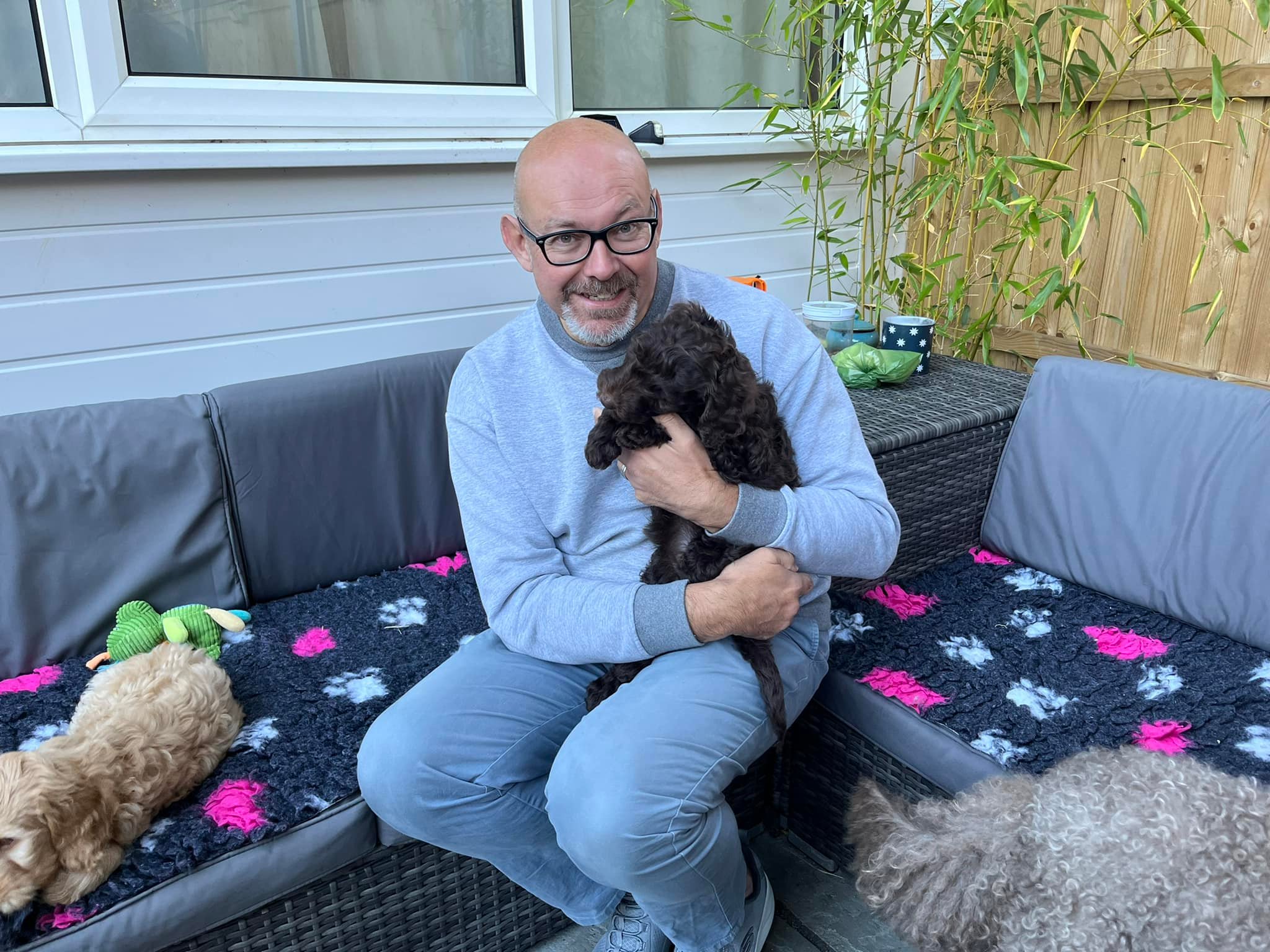 Standard Labradoodle Puppies