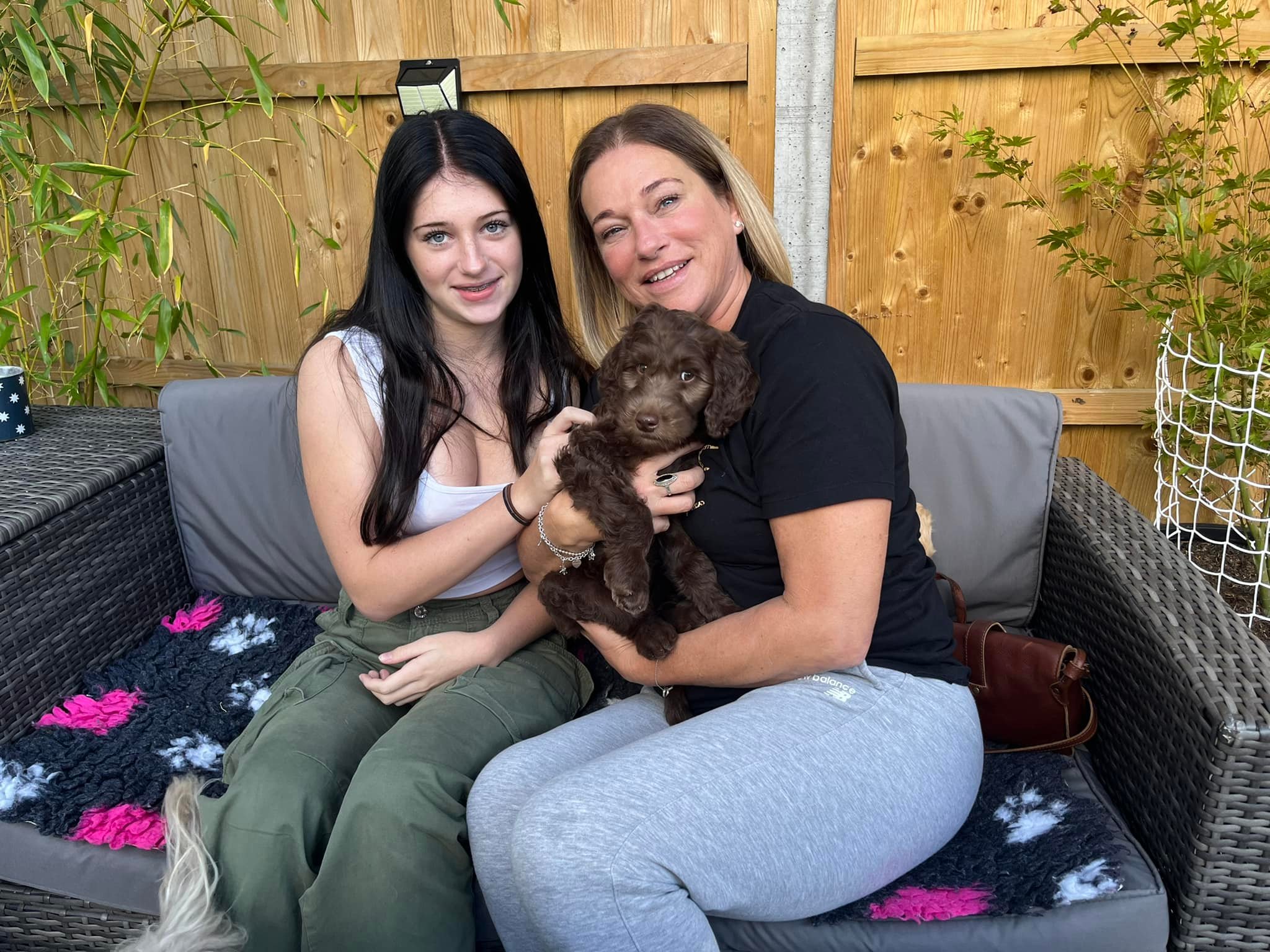 Standard Labradoodle Puppies