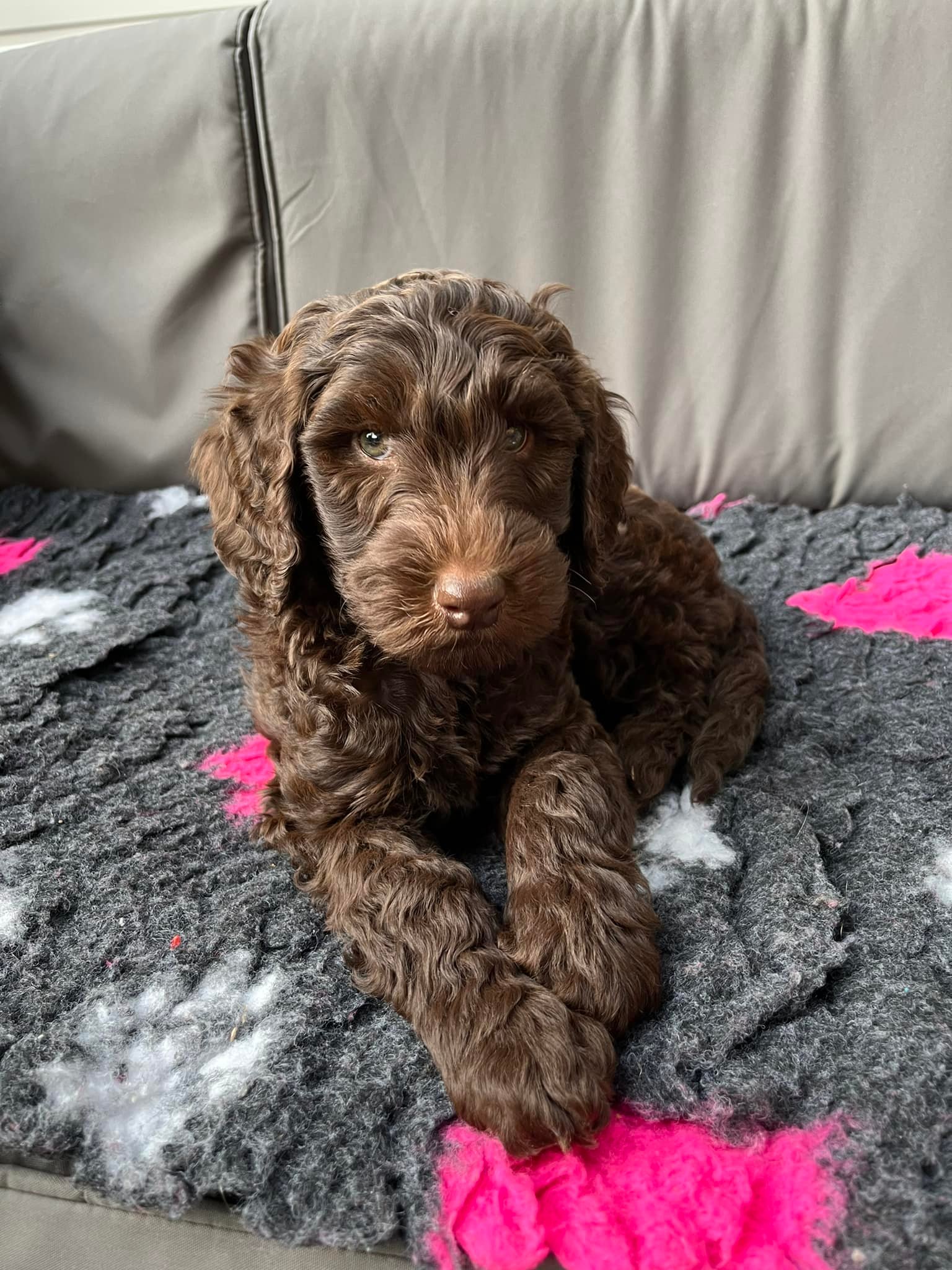 Standard Labradoodle Puppies