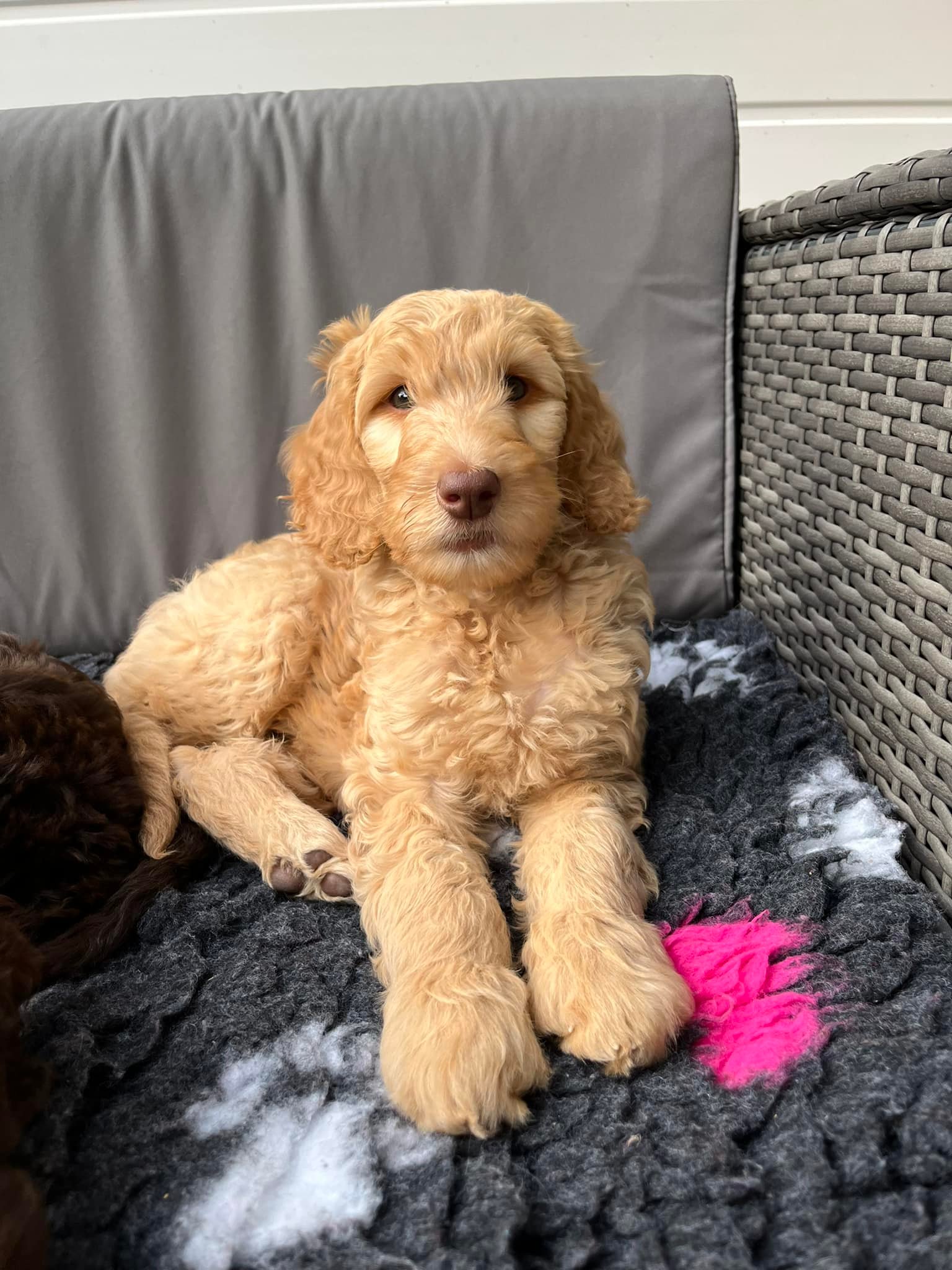 Standard Labradoodle Puppies