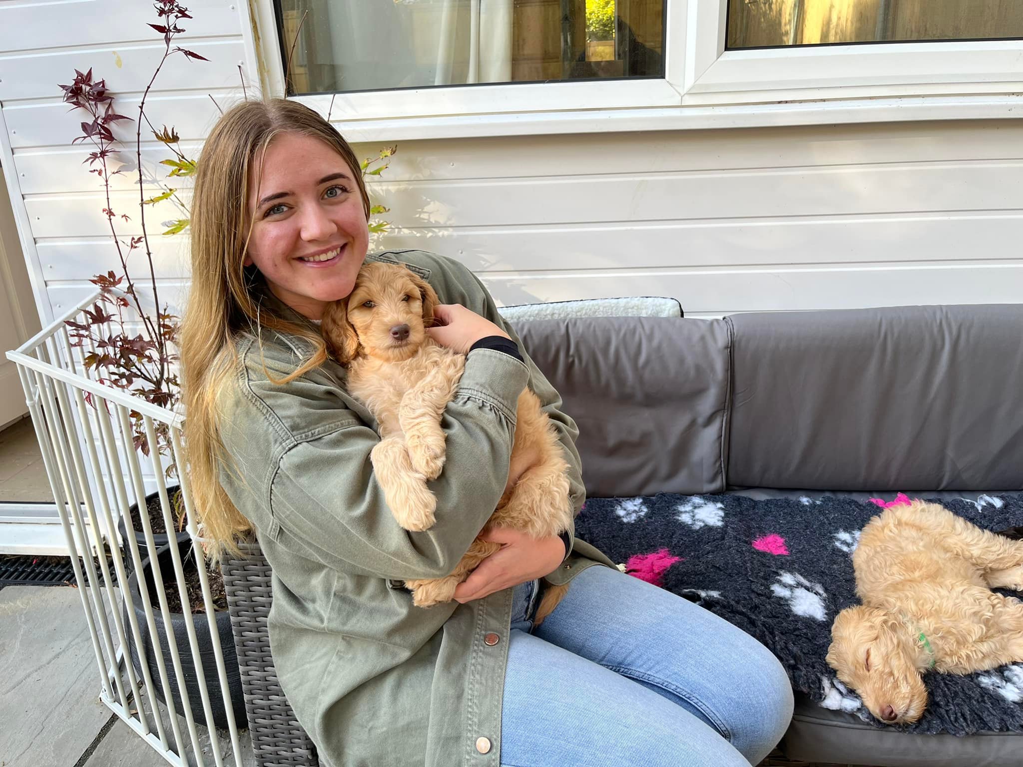 Standard Labradoodle Puppies