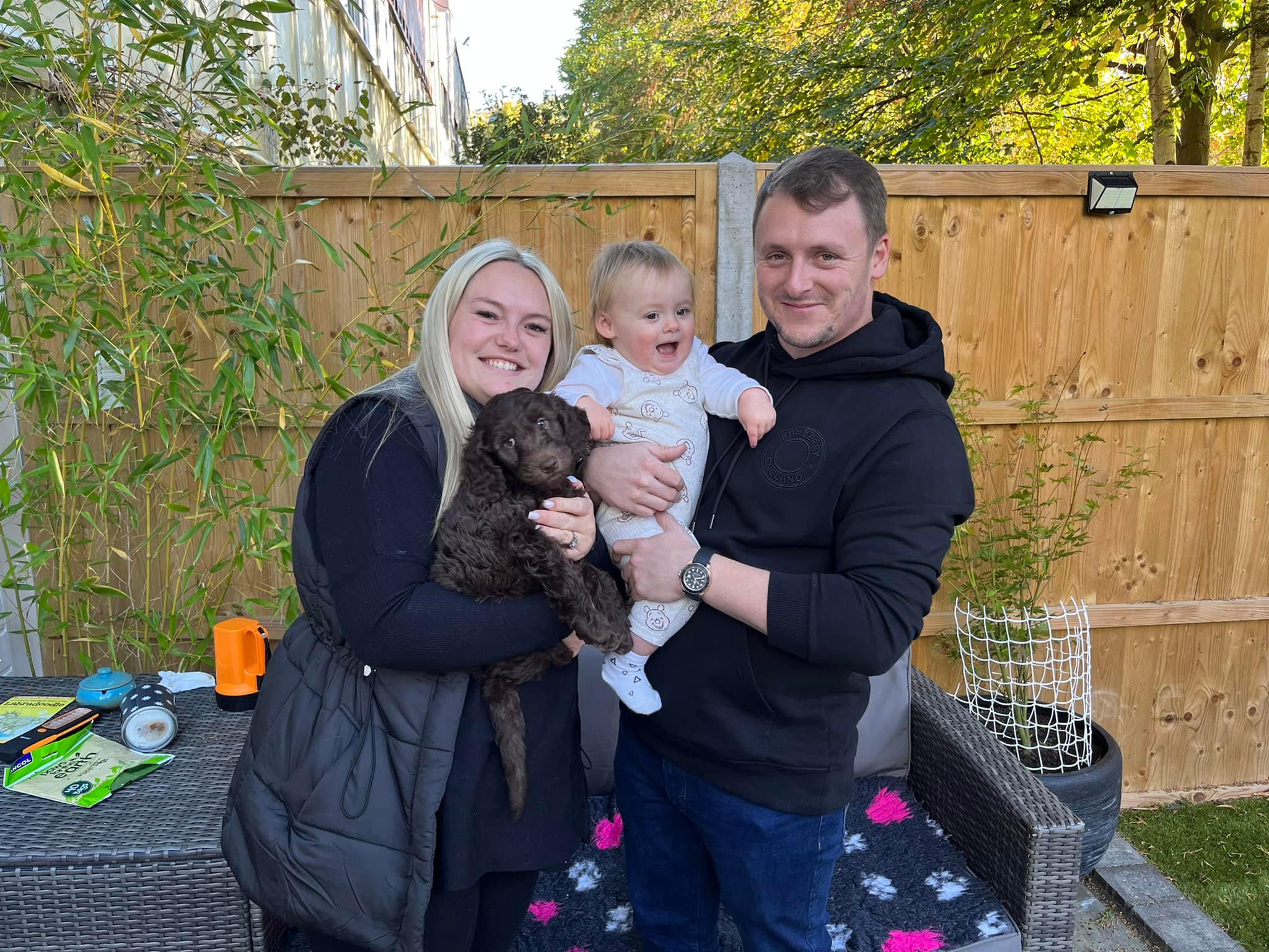 Standard Labradoodle Puppies