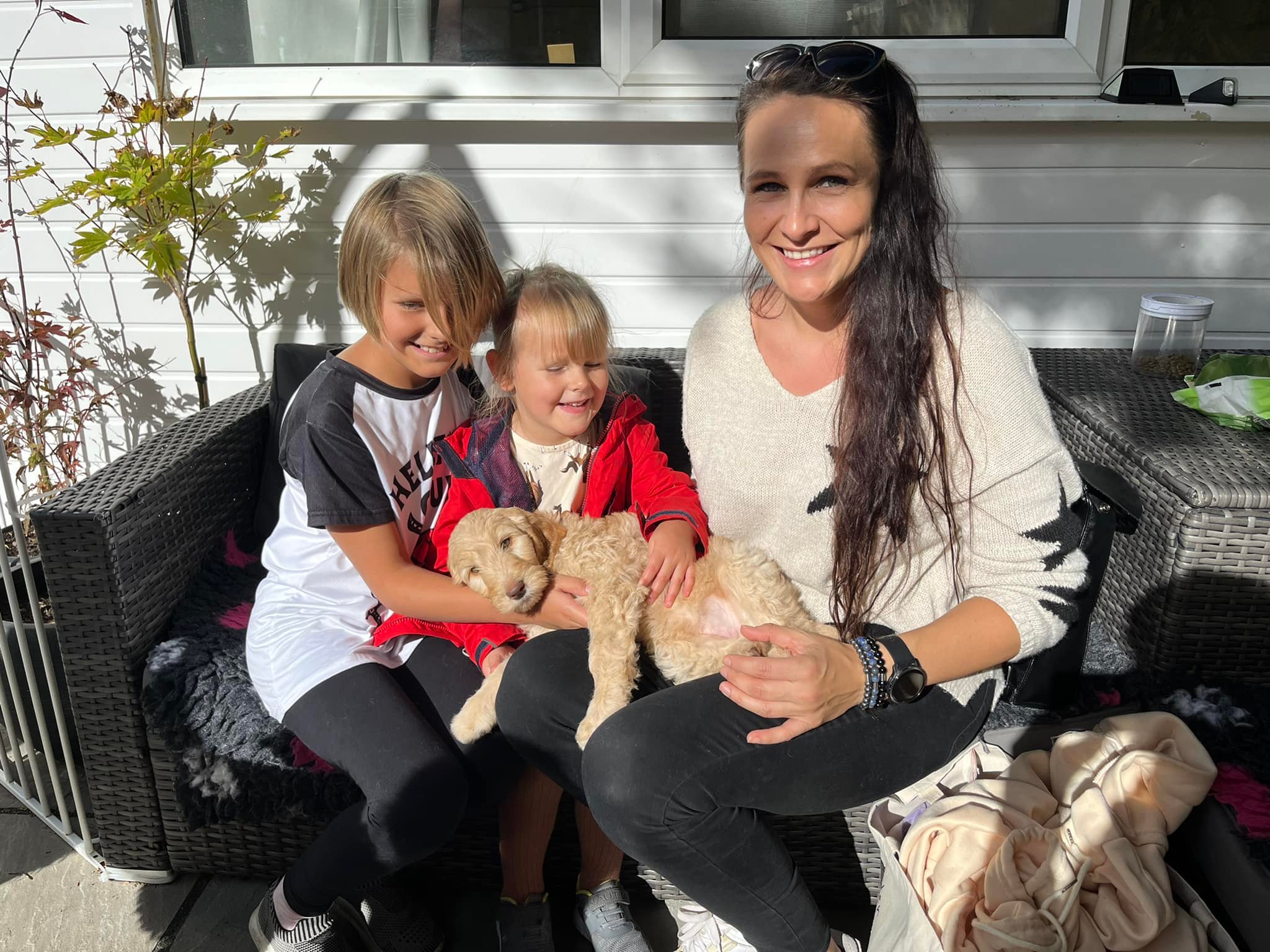 Standard Labradoodle Puppies