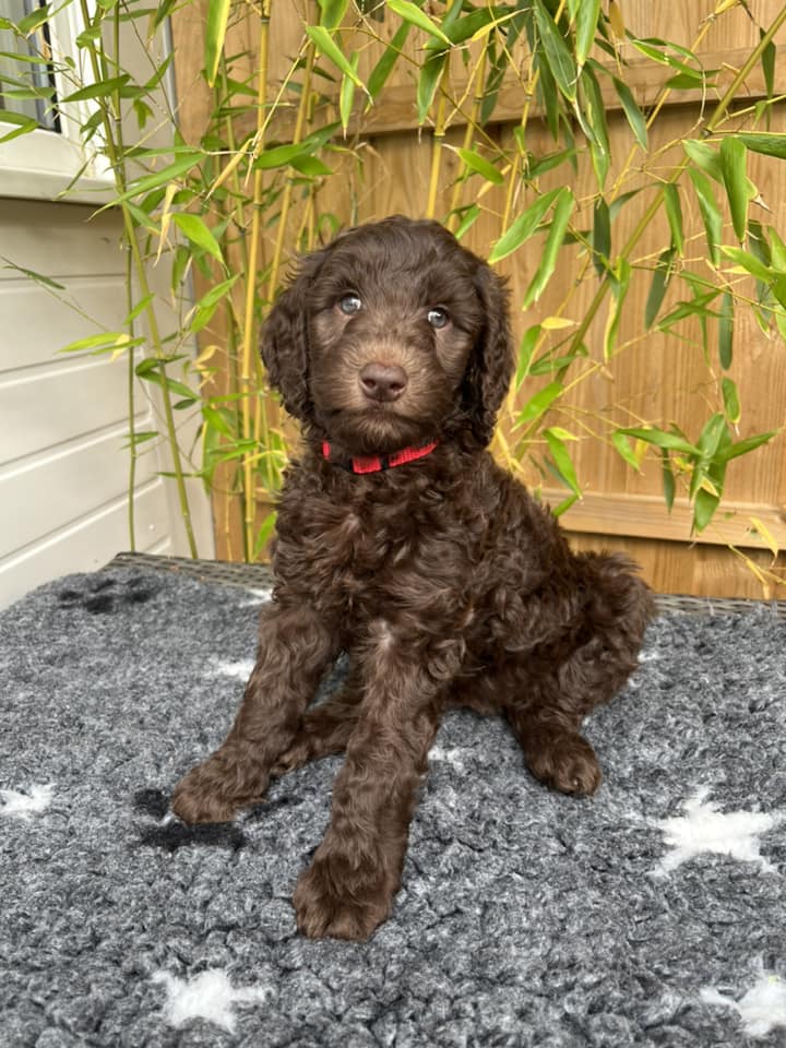 Standard Labradoodle Puppies