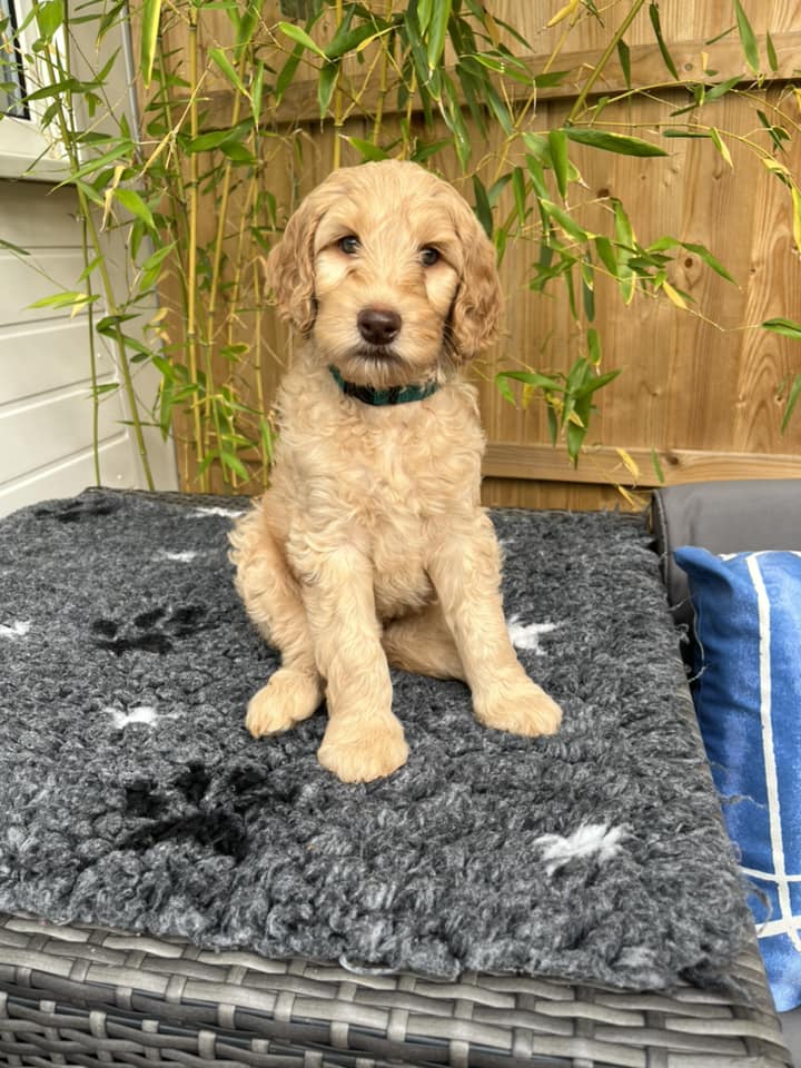 Standard Labradoodle Puppies