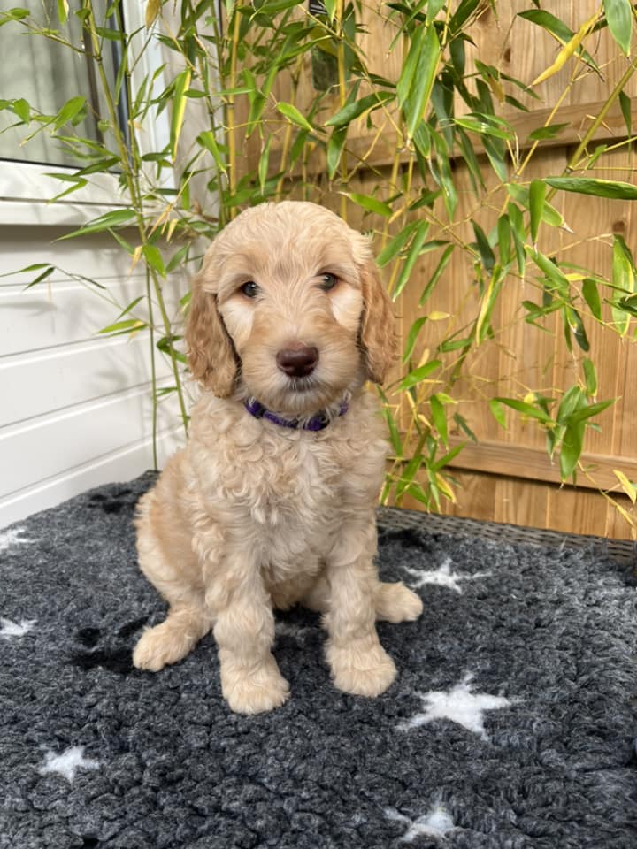 Standard Labradoodle Puppies