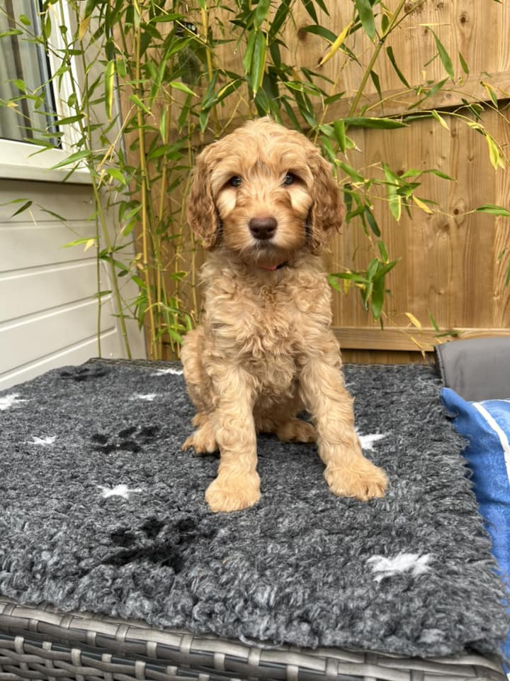 Standard Labradoodle Puppies