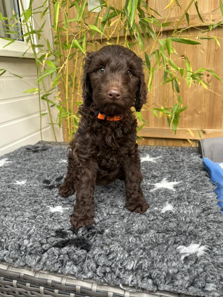 Standard Labradoodle Puppies