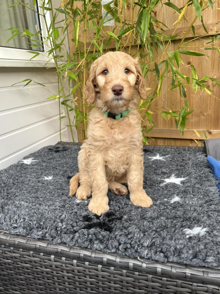 Standard Labradoodle Puppies