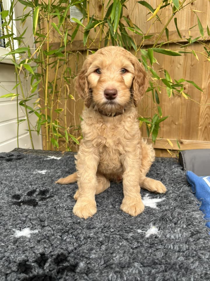 Standard Labradoodle Puppies