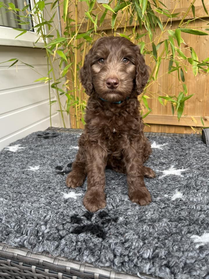 Standard Labradoodle Puppies
