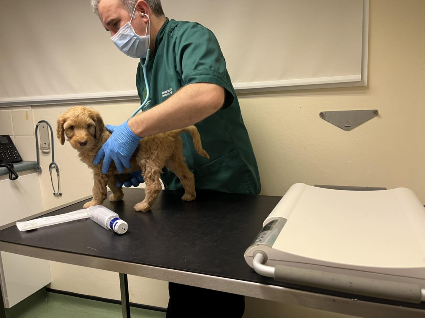 Standard Labradoodle Puppies