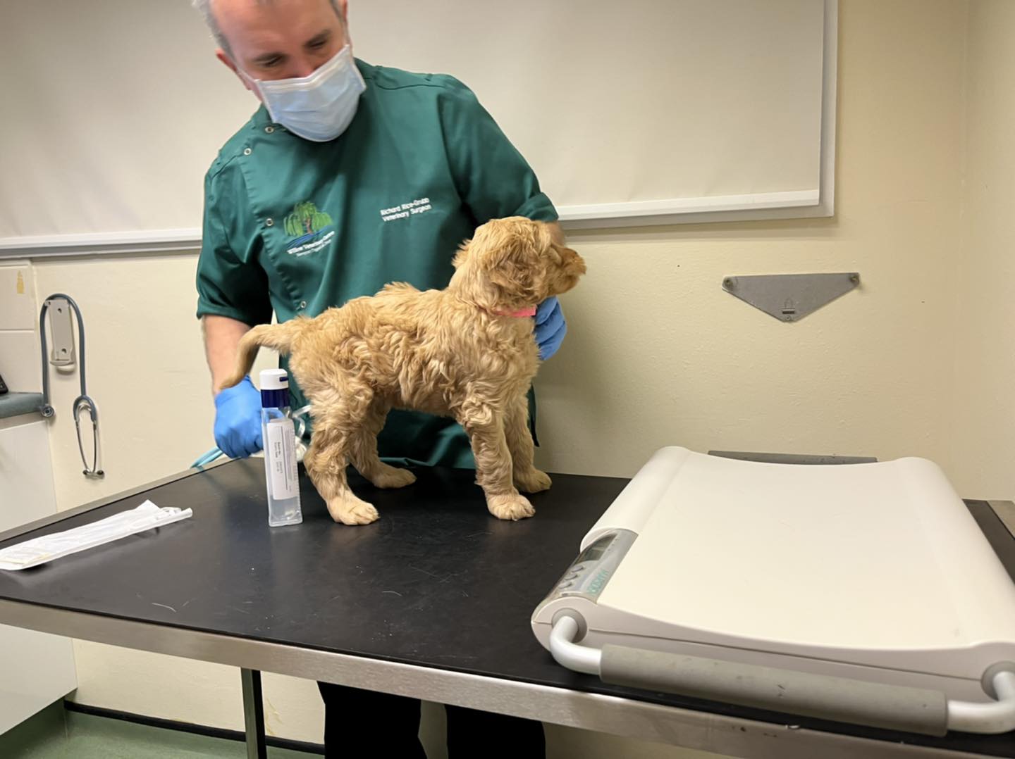 Standard Labradoodle Puppies