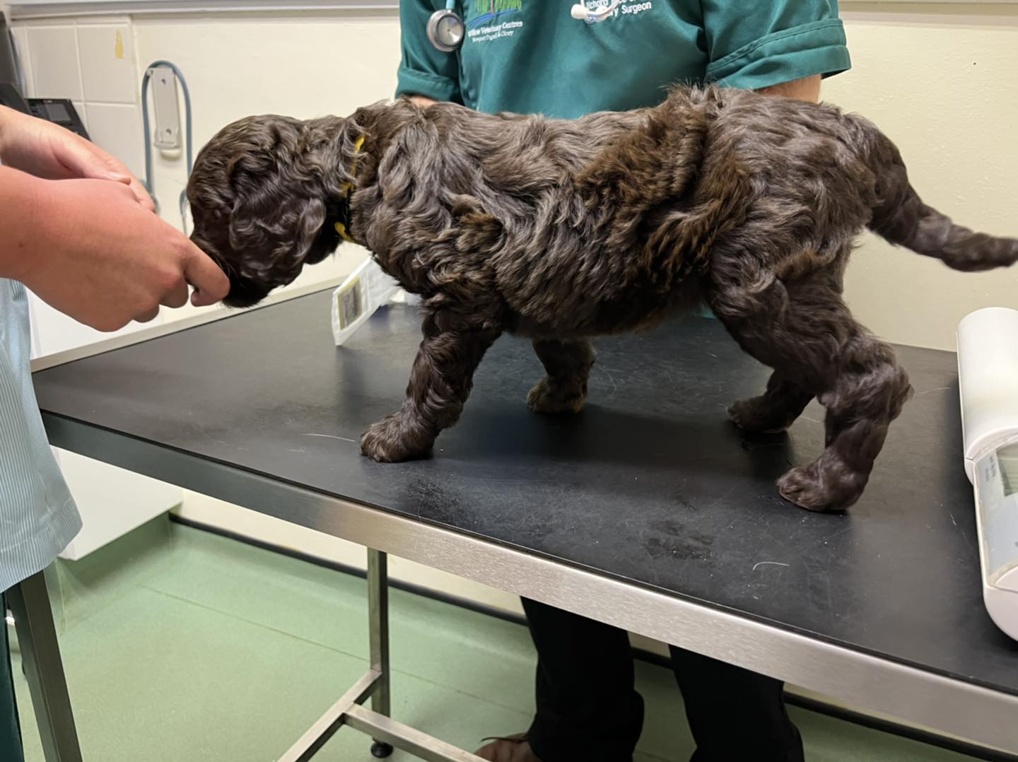 Standard Labradoodle Puppies