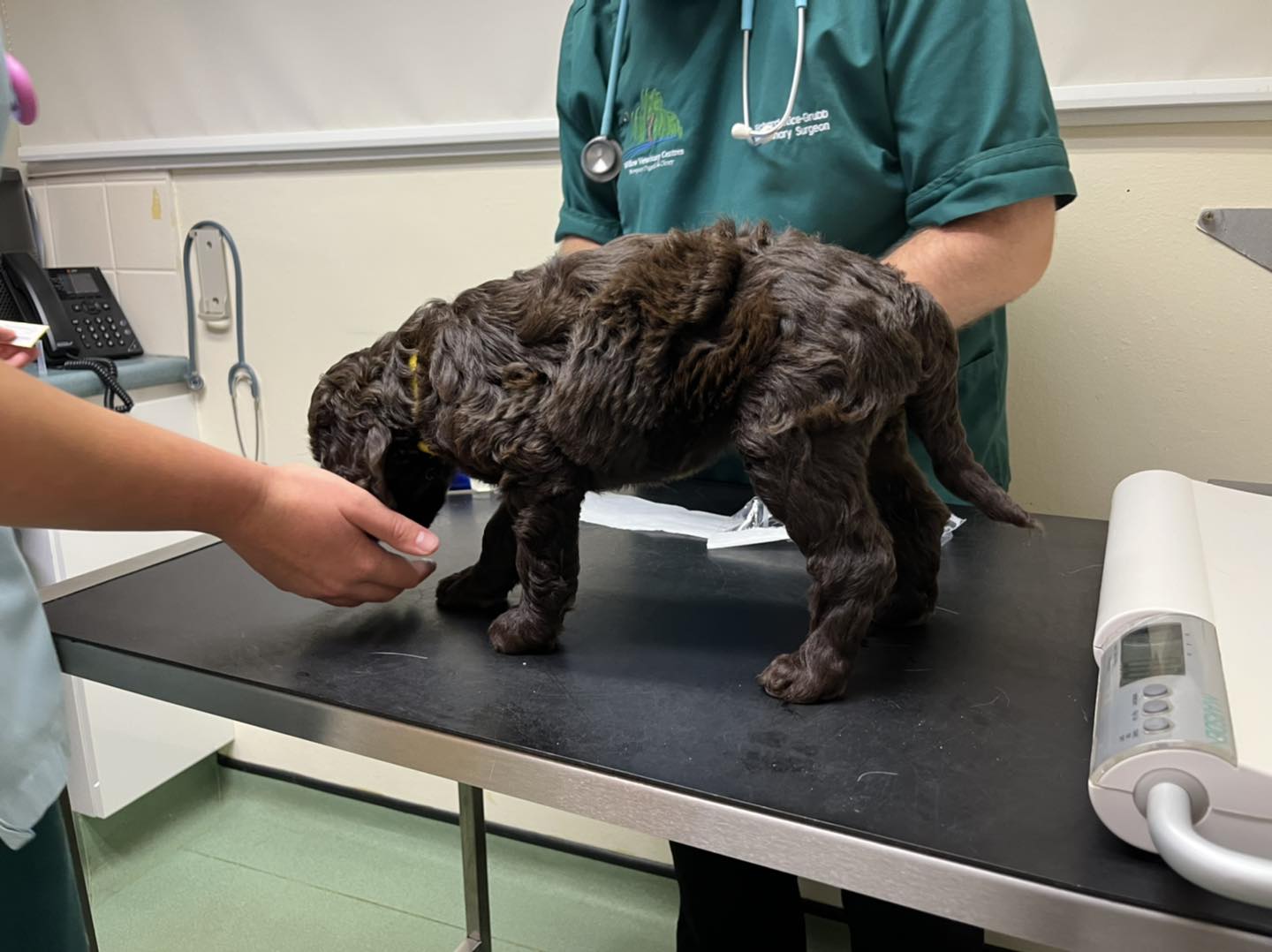 Standard Labradoodle Puppies