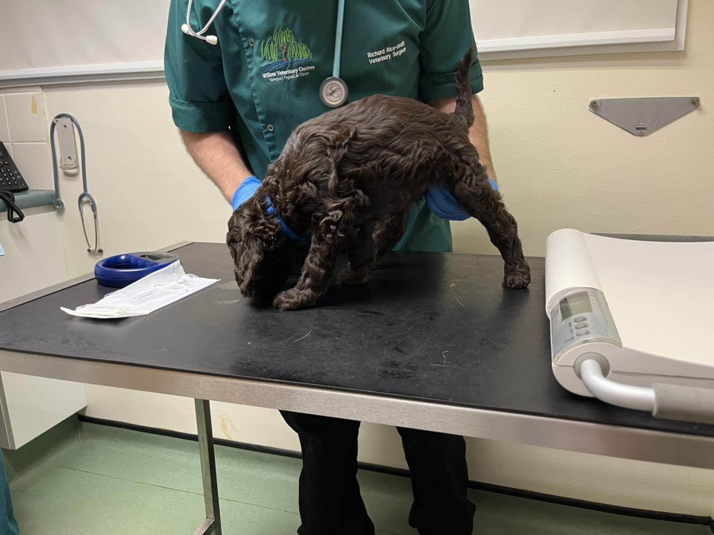 Standard Labradoodle Puppies