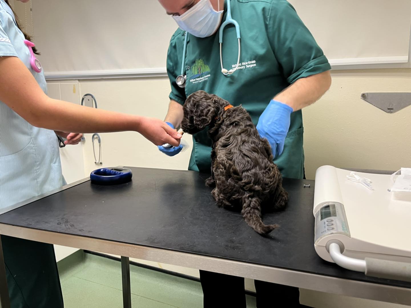 Standard Labradoodle Puppies