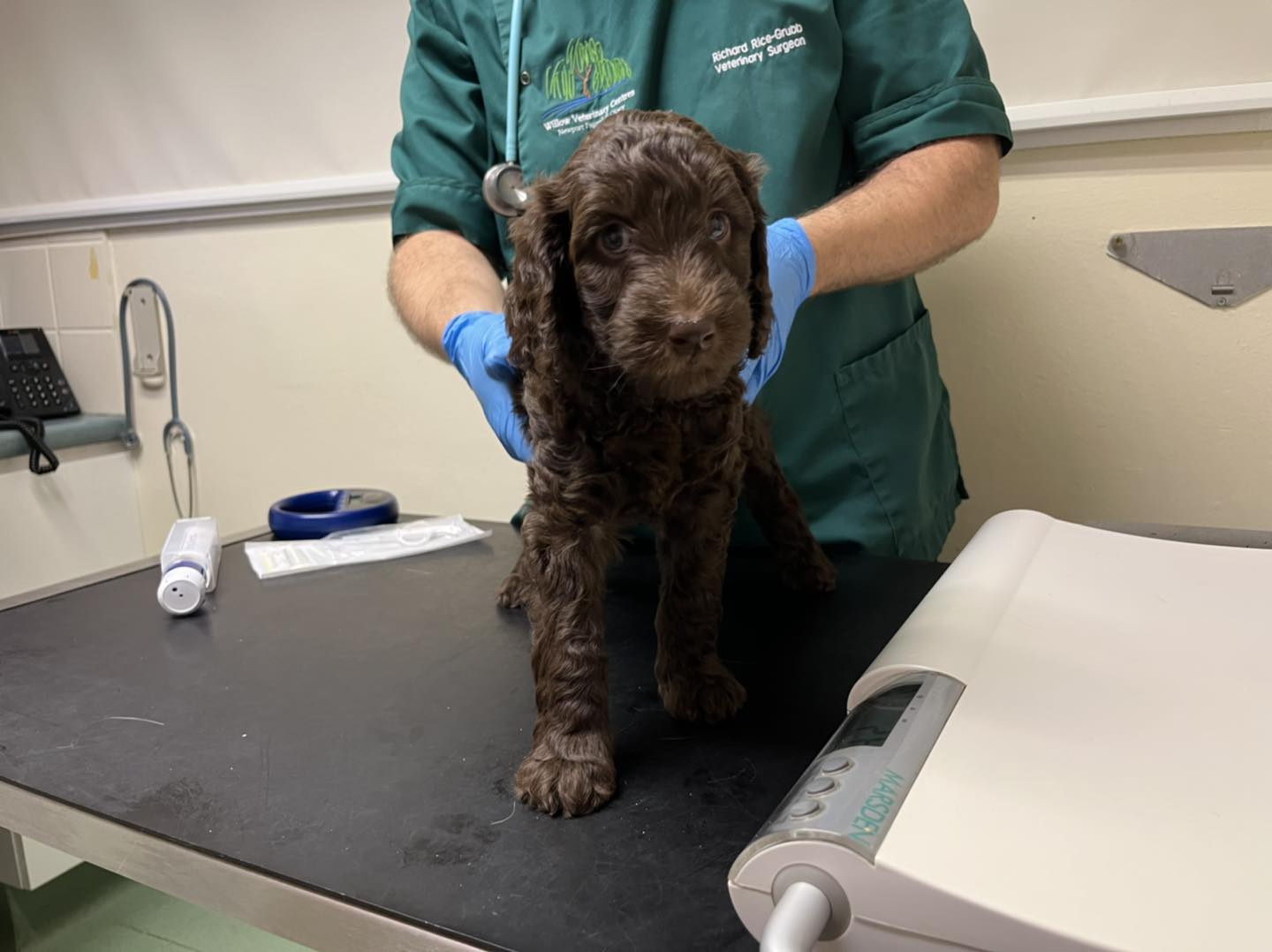 Standard Labradoodle Puppies
