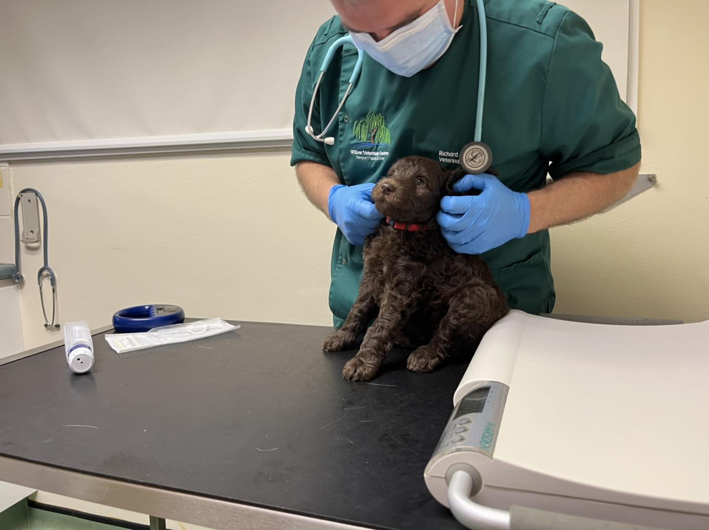 Standard Labradoodle Puppies