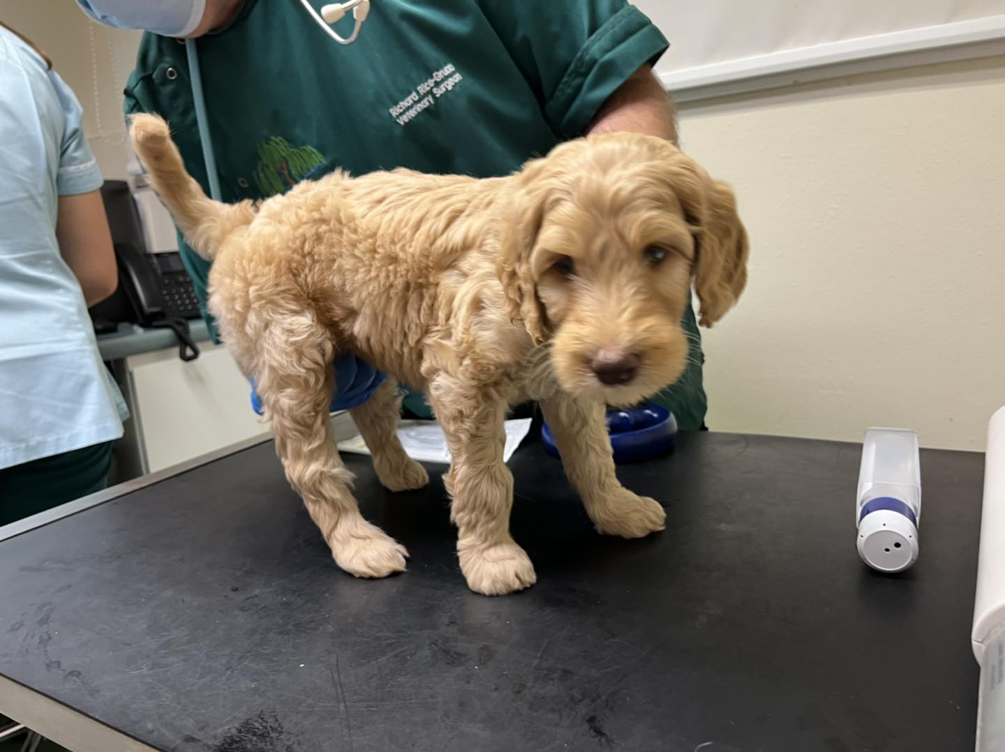 Standard Labradoodle Puppies